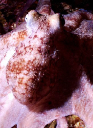 This Octopus was on the move and allowed me to get quite ... by Steven Anderson 